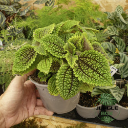 Pilea moon valley