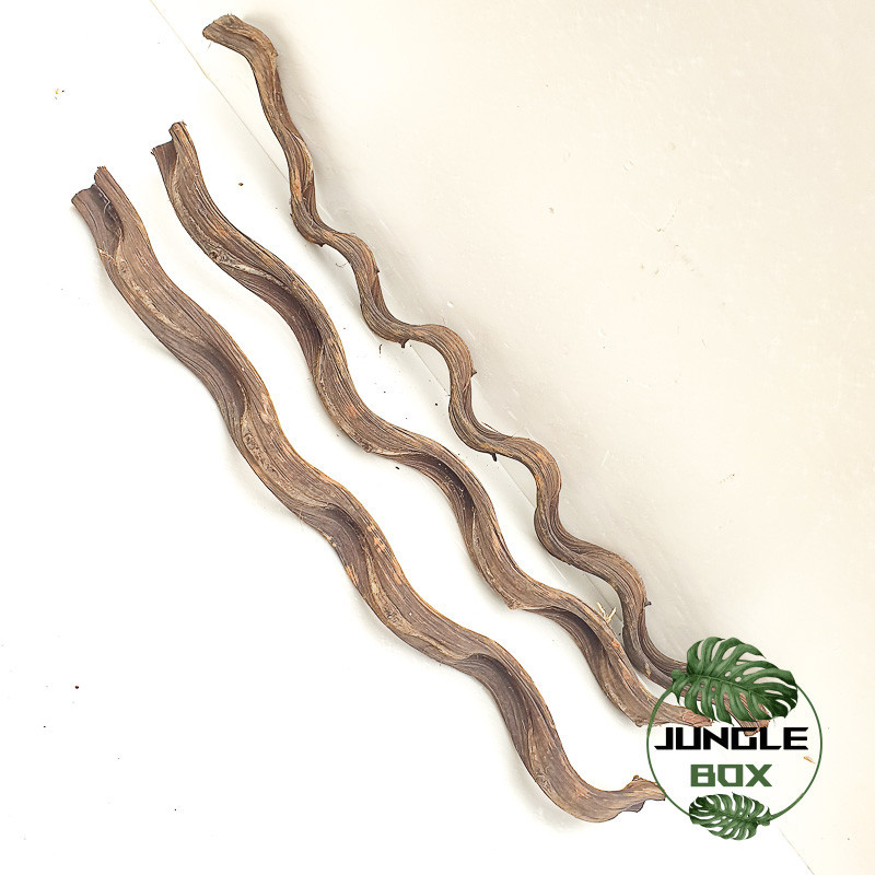 Liane tortue naturelle  60 cm 5-7 cm de large)