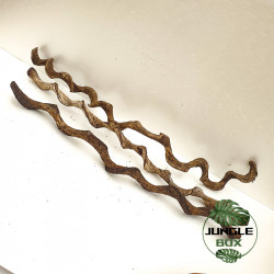 Premium Vine Sambawa Small 40 cm (2-3 cm)