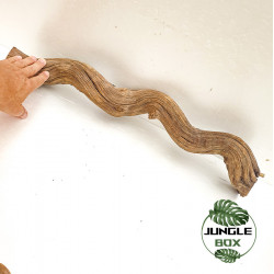 Premium Vine Bornéo 60 cm (4-5 cm)