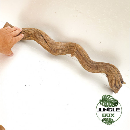 Liane naturelle Bornéo 60 cm (5 -8cm de diamètre)