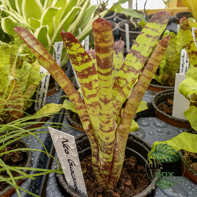 Neoregelia ‘Guacamole’ – Broméliacée colorée pour terrarium