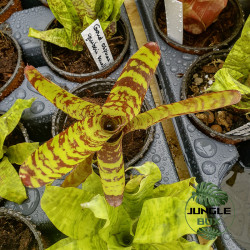 Neoregelia ‘Guacamole’ – Broméliacée colorée pour terrarium