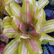 Neoregelia ‘Vulcana’ – Broméliacée rouge pour terrarium