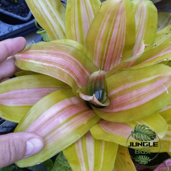 Neoregelia vulcana