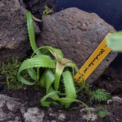 Neoregelia pendula var. brevifolia – Broméliacée rare