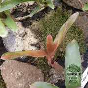 Neoregelia rio grande
