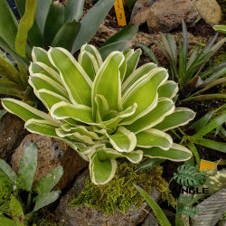 Neoregelia flandria