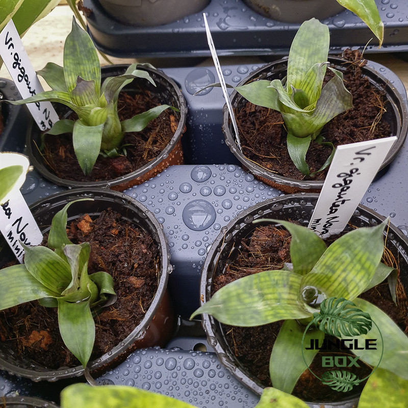 Vriesea gigantea Nova Mini broméliacée exotique terrarium