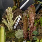 Billbergia Hallelujah – Broméliacée colorée pour terrarium & intérieur
