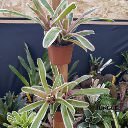 Neoregelia carolinae ‘Pink’ – Broméliacée tropicale décorative pour te