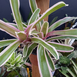 Neoregelia pink Double