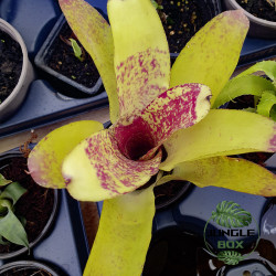 Neoregelia Kautskyi