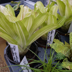 Neoregelia 'Tricolor' – Broméliacée tropicale colorée | JungleBox