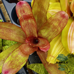 Neoregelia rio grande