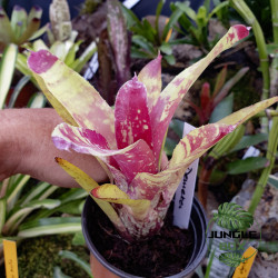 Neoregelia ‘Demeter’ – Colorful Tropical Bromeliad for Terrariums & Interiors