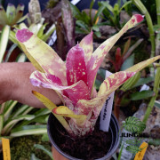 Neoregelia ‘Demeter’ – Colorful Tropical Bromeliad for Terrariums & Interiors