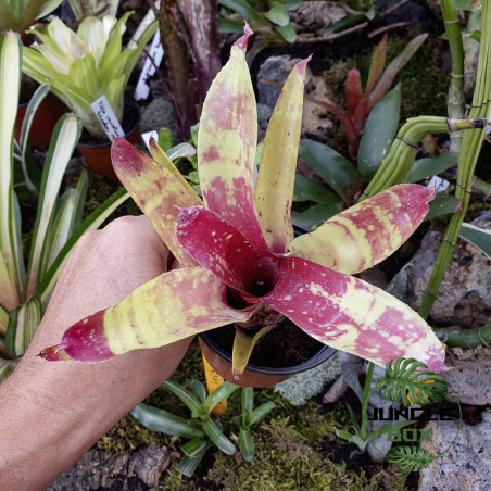 Neoregelia demeter