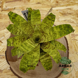 set de bromeliacées pour terrariums