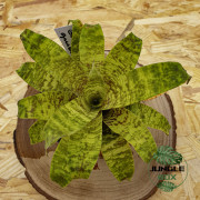set de bromeliacées pour terrariums