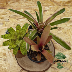 Set de 3 Bromélias – Neoregelia Pink, Neoregelia Super Fireball & Goudeaa
