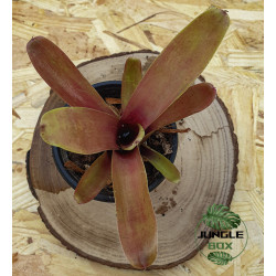 set de bromeliacées pour terrariums