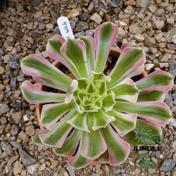 Aeonium ‘Pink Witch’ – Succulente rare aux nuances roses et violettes