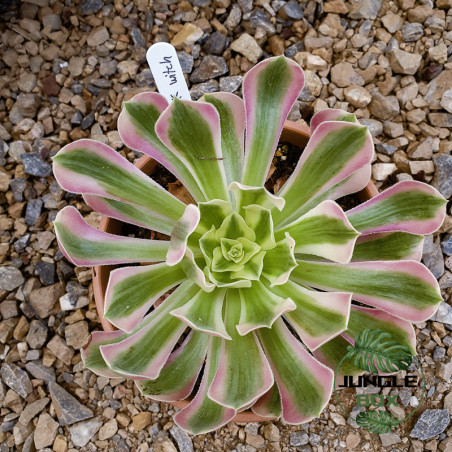 Aeonium ‘Pink Witch’ – Succulente rare aux nuances roses et violettes