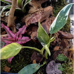 Terrarium planté 45x45x45 cm avec éclairage LED et plantes tropicales