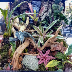 Terrarium planté 45x45x45 cm avec éclairage LED et plantes tropicales