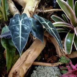 Terrarium planté 45x45x45 cm avec éclairage LED et plantes tropicales