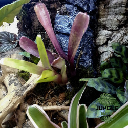 Terrarium planté 45x45x45 cm avec éclairage LED et plantes tropicales
