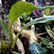 Terrarium planté 45x45x45 cm avec éclairage LED et plantes tropicales