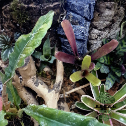 Terrarium planté 45x45x45 cm avec éclairage LED et plantes tropicales