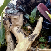 Terrarium planté 45x45x45 cm avec éclairage LED et plantes tropicales