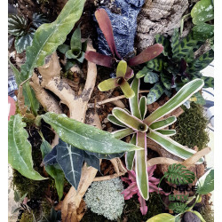 Terrarium planté 45x45x45 cm avec éclairage LED et plantes tropicales