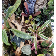 Terrarium planté 45x45x45 cm avec éclairage LED et plantes tropicales