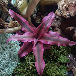 Cryptanthus bivittatus ‘Rubin Star’ – Plante étoile décorative