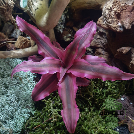 Cryptanthus bivittatus ‘Rubin Star’ – Plante étoile décorative