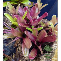 Broméliacée pour terrarium planté