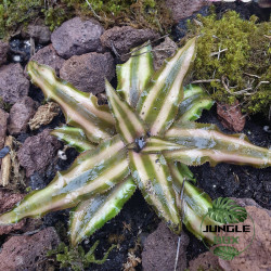Cryptanthus bivittatus ‘Étoile de la Terre’ 10–15 cm | Star-shaped terrestrial bromeliad