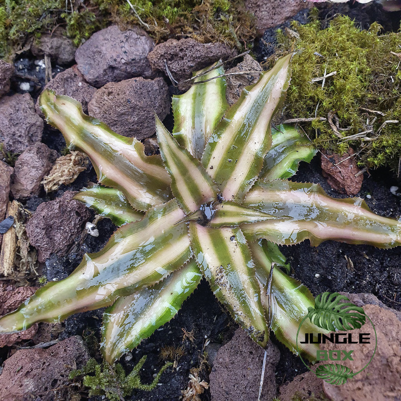 Cryptanthus bivittatus ‘Étoile de la Terre’ 10–15 cm | Star-shaped terrestrial bromeliad