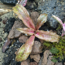 Cryptanthus strawberry