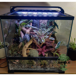 Terrarium planté 45x45x45 cm avec éclairage LED et plantes tropicales