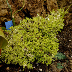 Lichen des rennes naturel – Cladonia rangiferina