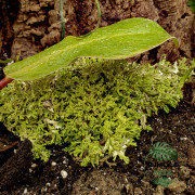 Sublimez vos terrariums et créations avec le lichen des rennes