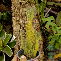 Austrocylindropuntia subulata f. monstrosa – Cactus rare de collection