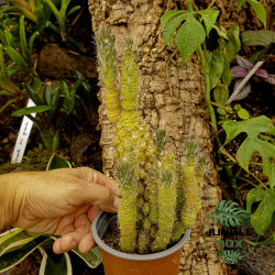 Austrocylindropuntia subulata f. monstrosa – Cactus rare de collection