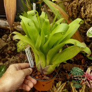 Tillandsia guatemalensis – Plante aérienne exotique