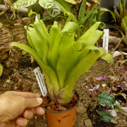 Tillandsia guatemalensis – Plante aérienne exotique